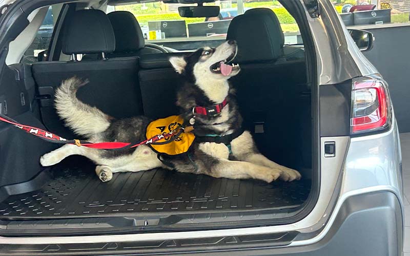 Dulles Motorcars Subaru